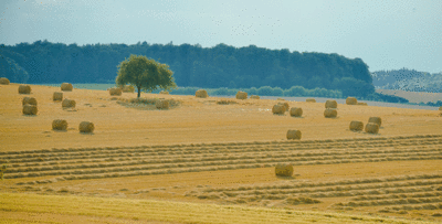 Erntezeit auf den Oelsberger Feldern